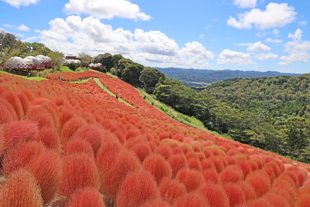 コキアが彩る秋景色「マザー牧場」